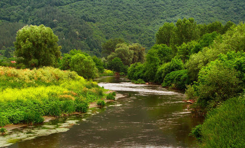 Scenic view of river amidst trees in forest