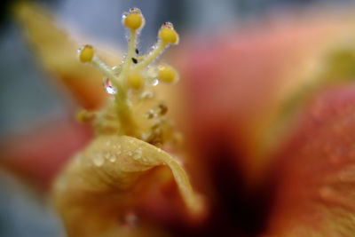 Close-up of water drops on flower