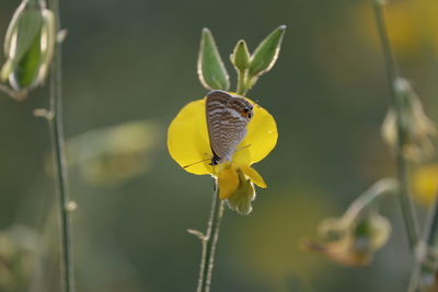 Close-up of butterfly pollinating on yellow flower