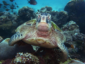 Close-up of turtle swimming in sea