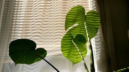 Close-up of leaves against window at home