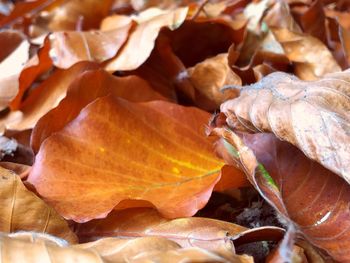 Close-up of dry autumn leaves