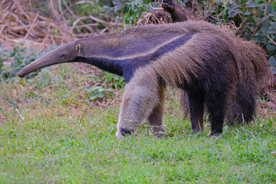 Full length of a horse grazing in field