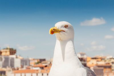 Close-up of bird against blue sky