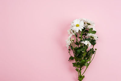 Close-up of pink flowering plant against white background