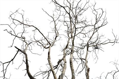 Low angle view of bare tree against clear sky