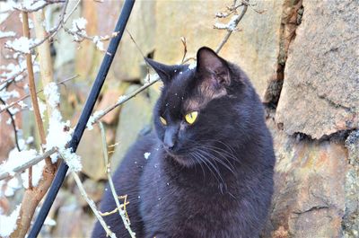 Black cat lying on branch