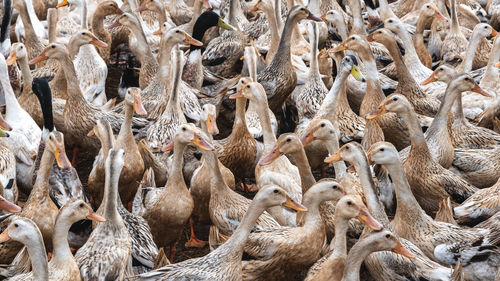 Lot of ducks at open farm in vietnam, agriculture in asian country, animal and livestock concept