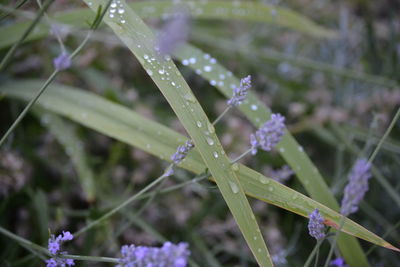 Close-up of wet purple flowering plant during rainy season