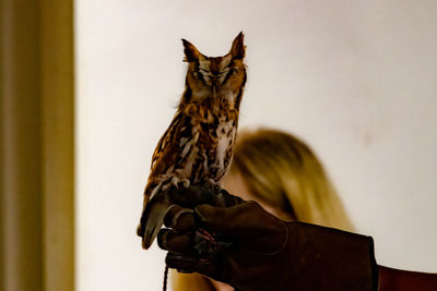 Portrait of cat at home