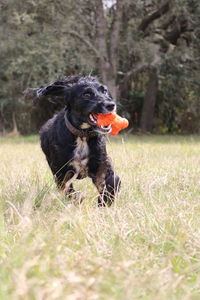 Dog in park