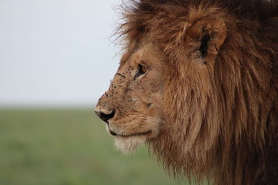 Close-up of lion looking away