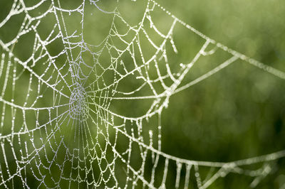 Close-up of spider on web