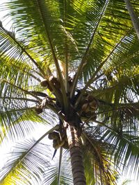 Low angle view of palm tree against sky