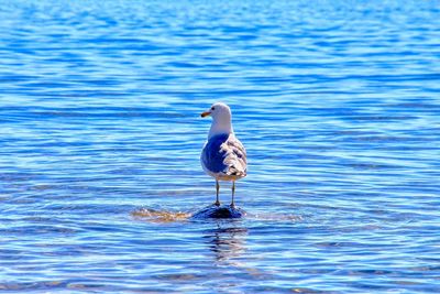 Seagull on a lake