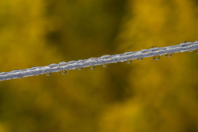 Close-up of steel rope with drops