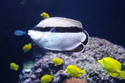 Close-up of fishes swimming in sea