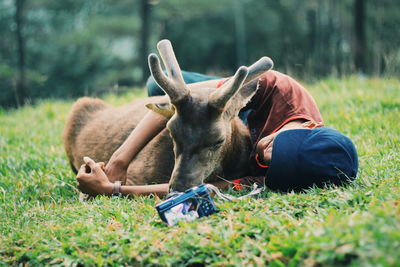 Close-up of horse lying on grass