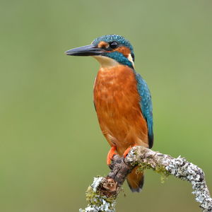 Close-up of bird perching on branch