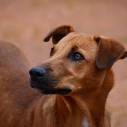 Close-up of dog