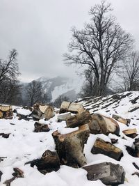 Snow covered land and trees-caucasus mountains