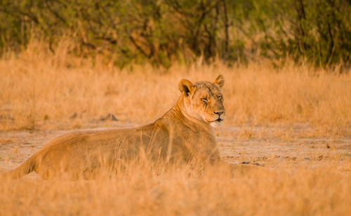 Lioness in the savannah of in zimbabwe, south africa