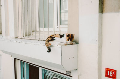 View of a cat looking through window