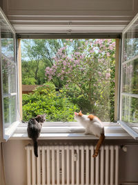 Cat looking through window