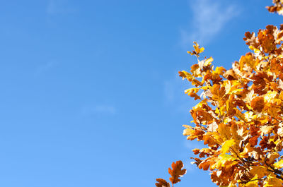 Low angle view of flowering plant against blue sky