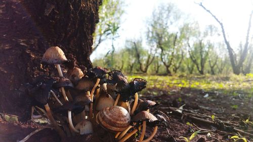 Close-up of mushrooms growing on tree trunk in forest