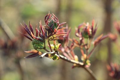 Close-up of flower buds