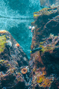 Underwater view of fish swimming in sea among coral reef.