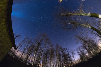 Low angle view of bare trees against star field at night