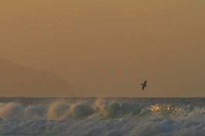 Bird flying over sea against clear sky during sunset