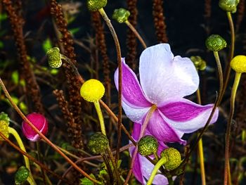 Close-up of pink flowering plant