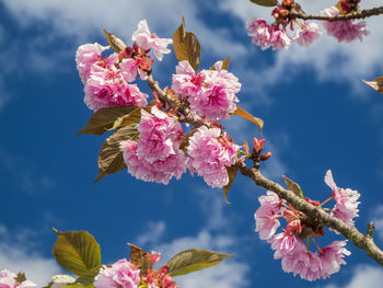 Low angle view of pink cherry blossoms against sky