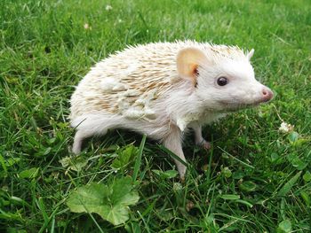 Close-up of hedgehog on grass outdoors