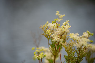 Close-up of yellow flowering plant