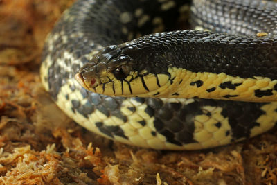 Close-up of lizard