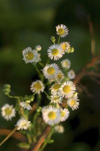 Close-up of white daisy blooming outdoors