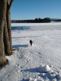 Cat om walk in snow