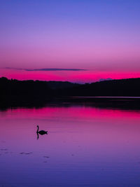 Silhouette birds on a lake