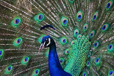 Full frame close-up of peacock with fanned out feathers