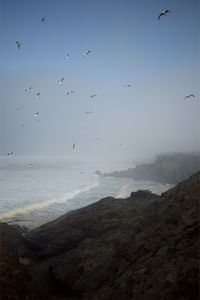 Flock of birds flying over sea