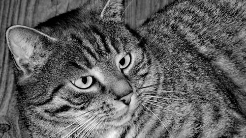 Close-up portrait of cat