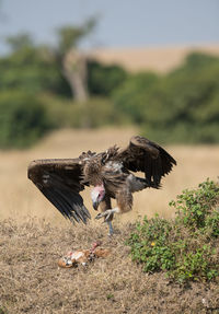 Bird hunting on field