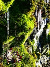 Close-up of splashing water against trees