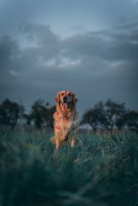 Cute dog on field during sunset