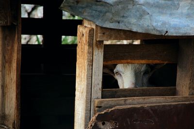 Close-up portrait of goat seen through window