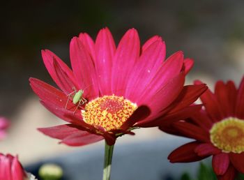 Close-up of pink flower